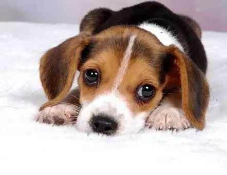 7 Things To Consider Before Buying A Beagle