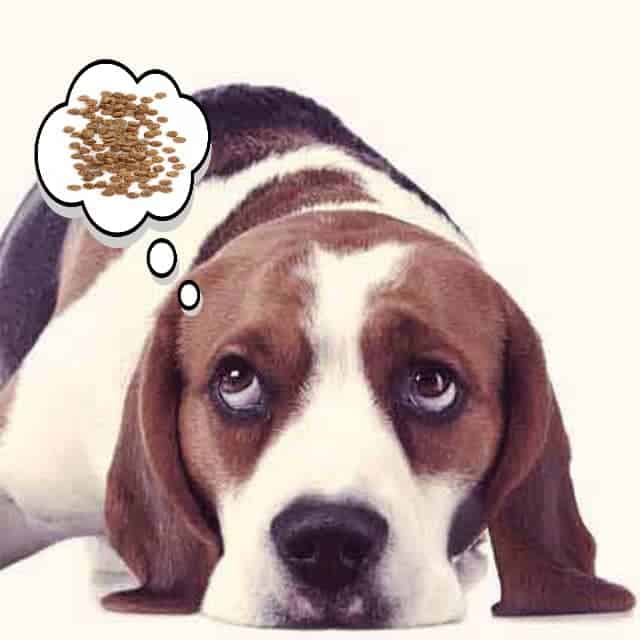Beagle Feeding Chart