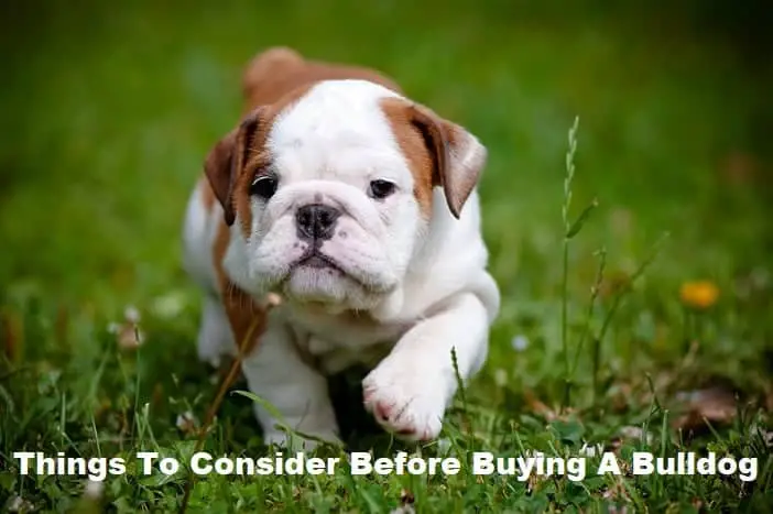 Things To Consider Before Buying A Bulldog